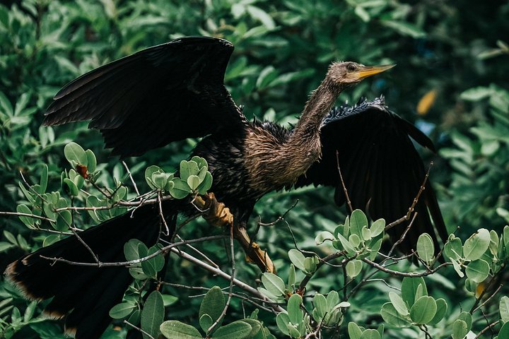 ココアビーチのマングローブトンネルを巡るカヤックツアーで、海牛とイルカを目撃、写真40 | wizardtrip