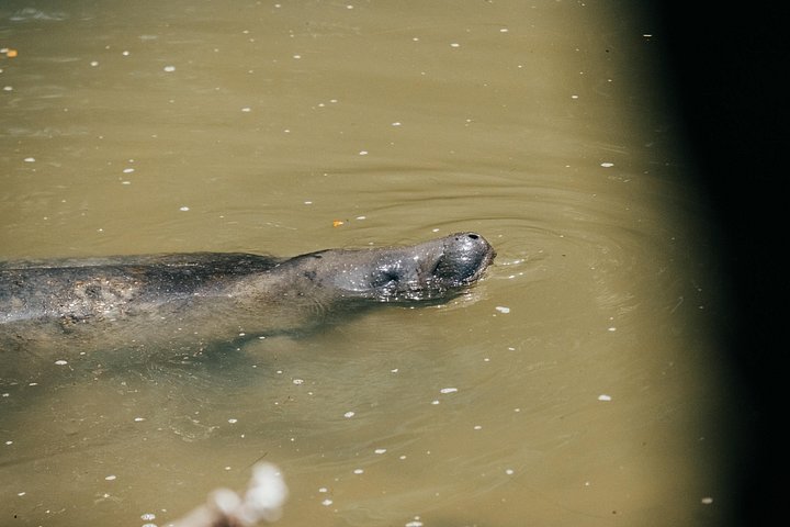 ココアビーチのマングローブトンネルを巡るカヤックツアーで、海牛とイルカを目撃、写真51 | wizardtrip