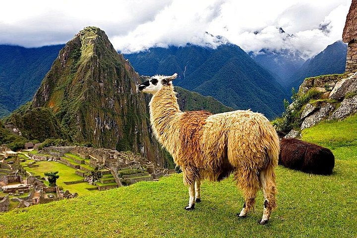 Full-day guided tour to the ancient Inca citadel of Machu Picchu from Cusco, Peru, photo 15 | wizardtrip