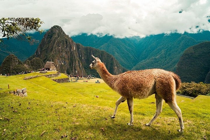 Full-day guided tour to the ancient Inca citadel of Machu Picchu from Cusco, Peru, photo 16 | wizardtrip