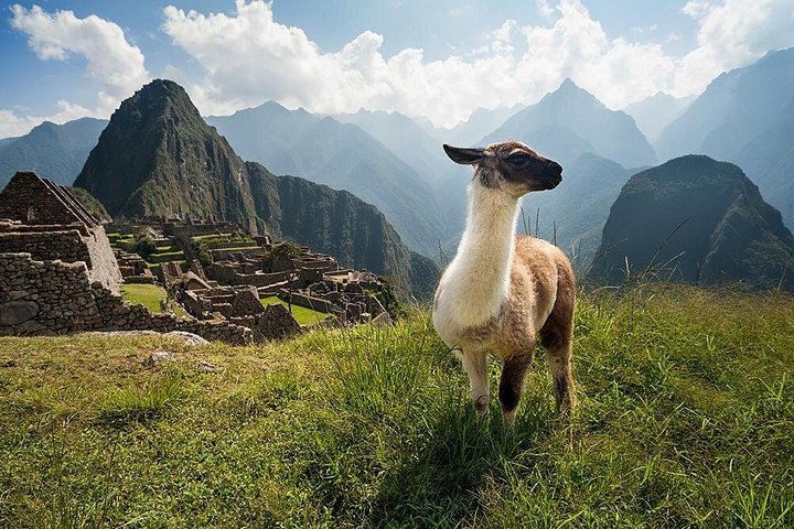 Full-day guided tour to the ancient Inca citadel of Machu Picchu from Cusco, Peru, photo 18 | wizardtrip