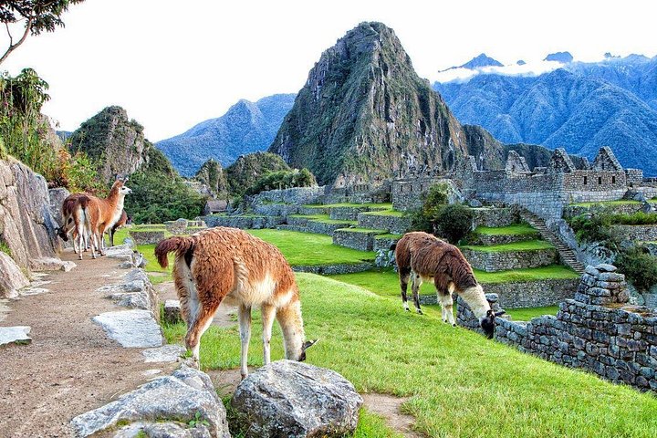 Full-day guided tour to the ancient Inca citadel of Machu Picchu from Cusco, Peru, photo 21 | wizardtrip