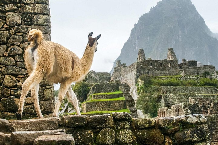 Full-day guided tour to the ancient Inca citadel of Machu Picchu from Cusco, Peru, photo 22 | wizardtrip