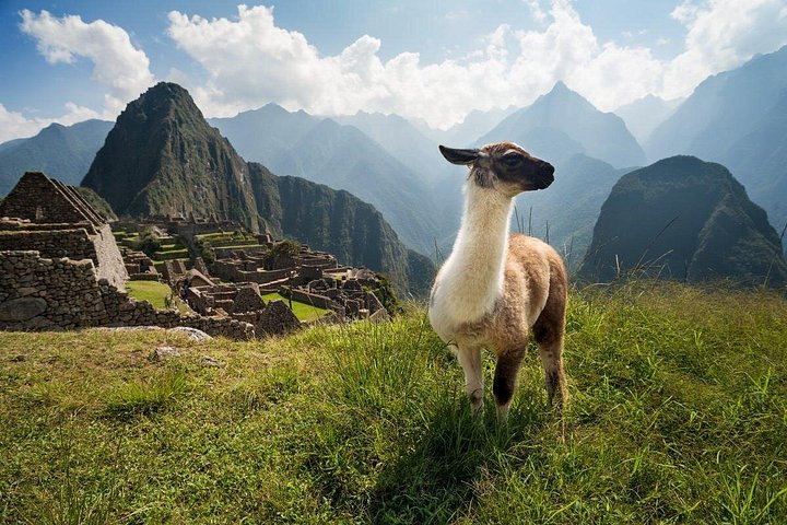 Full-day guided tour to the ancient Inca citadel of Machu Picchu from Cusco, Peru, photo 25 | wizardtrip