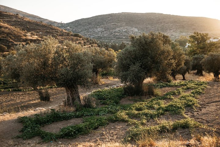 Praktisk grekisk matlagningskurs och gårdstur på Naxos, Grekland, foto 23 | wizardtrip