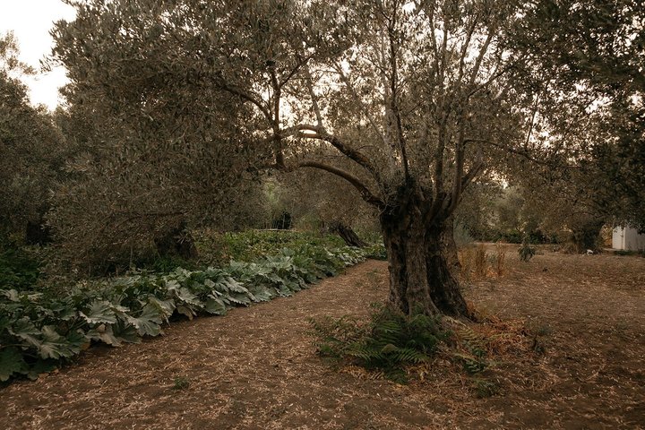 Praktisk grekisk matlagningskurs och gårdstur på Naxos, Grekland, foto 24 | wizardtrip