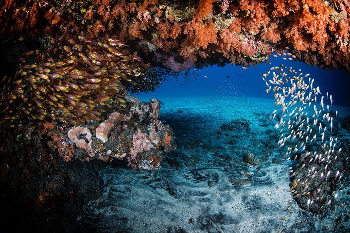 Introductory scuba diving experience in Tulamben, Bali, exploring shipwrecks and coral reefs, photo 6 | wizardtrip