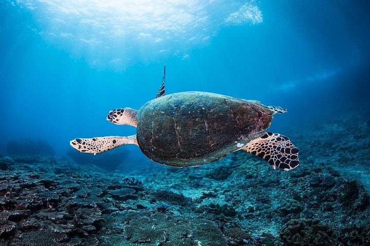 Introductory scuba diving experience in Tulamben, Bali, exploring shipwrecks and coral reefs, photo 8 | wizardtrip