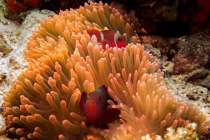 Introductory scuba diving experience in Tulamben, Bali, exploring shipwrecks and coral reefs, photo 12 | wizardtrip