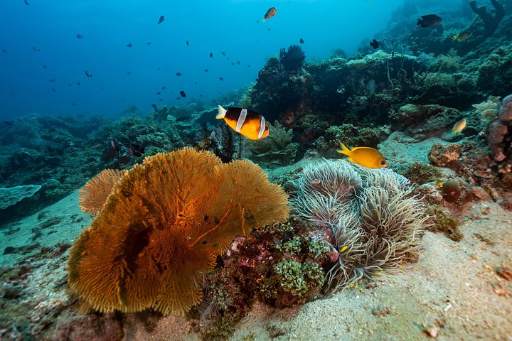 Introductory scuba diving experience in Tulamben, Bali, exploring shipwrecks and coral reefs, photo 13 | wizardtrip