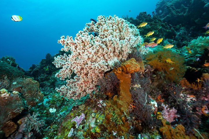 Introductory scuba diving experience in Tulamben, Bali, exploring shipwrecks and coral reefs, photo 14 | wizardtrip
