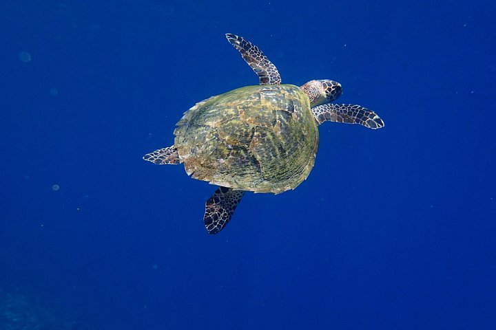 Introductory scuba diving experience in Tulamben, Bali, exploring shipwrecks and coral reefs, photo 15 | wizardtrip