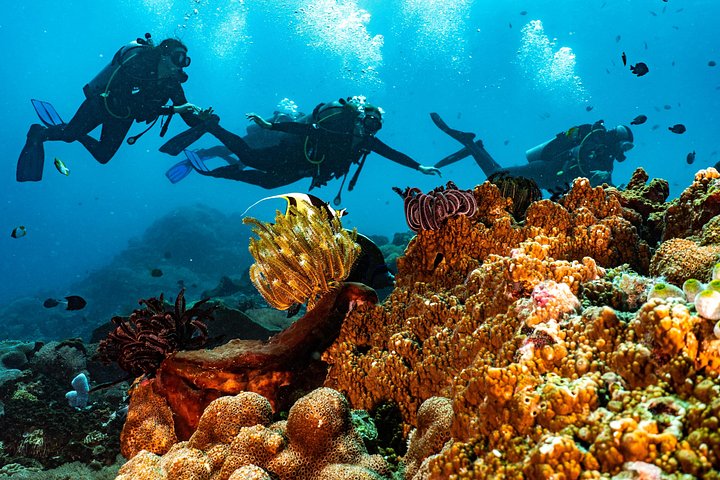 Introductory scuba diving experience in Tulamben, Bali, exploring shipwrecks and coral reefs, photo 16 | wizardtrip