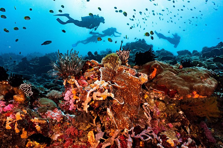 Introductory scuba diving experience in Tulamben, Bali, exploring shipwrecks and coral reefs, photo 17 | wizardtrip