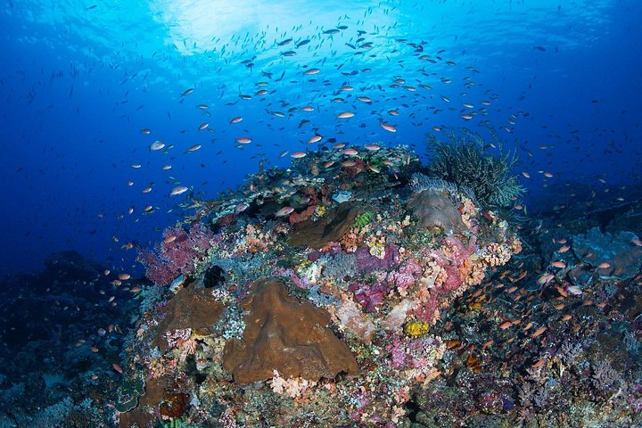 Introductory scuba diving experience in Tulamben, Bali, exploring shipwrecks and coral reefs, photo 18 | wizardtrip