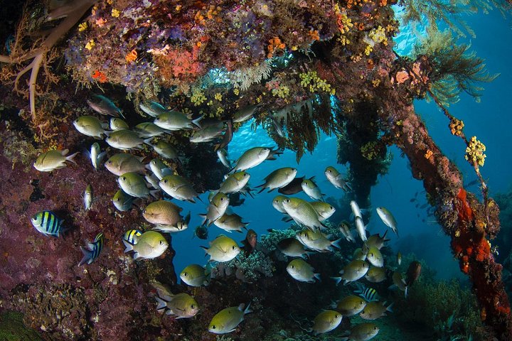 Introductory scuba diving experience in Tulamben, Bali, exploring shipwrecks and coral reefs, photo 19 | wizardtrip
