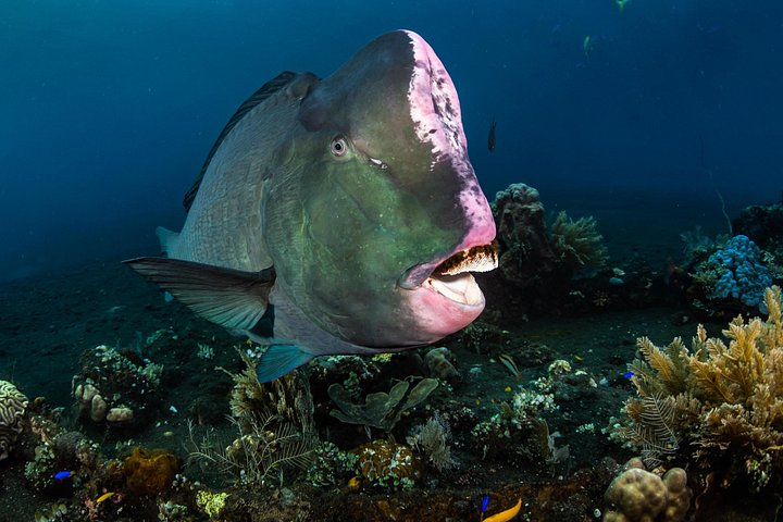 Introductory scuba diving experience in Tulamben, Bali, exploring shipwrecks and coral reefs, photo 20 | wizardtrip