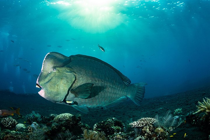 Introductory scuba diving experience in Tulamben, Bali, exploring shipwrecks and coral reefs, photo 21 | wizardtrip