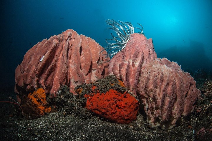 Introductory scuba diving experience in Tulamben, Bali, exploring shipwrecks and coral reefs, photo 22 | wizardtrip