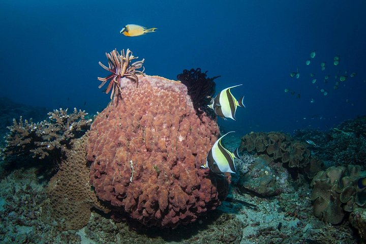 Introductory scuba diving experience in Tulamben, Bali, exploring shipwrecks and coral reefs, photo 23 | wizardtrip