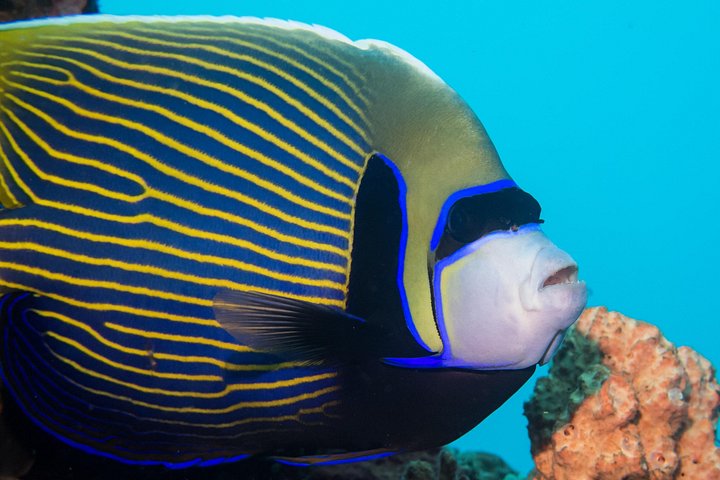 Introductory scuba diving experience in Tulamben, Bali, exploring shipwrecks and coral reefs, photo 25 | wizardtrip