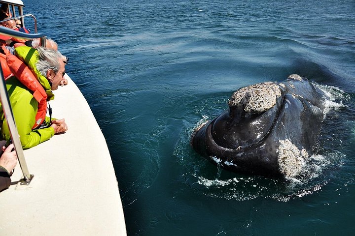 Wildlife and scenic views of Peninsula Valdes, Puerto Madryn, photo 8 | wizardtrip