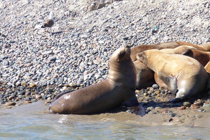 Wildlife and scenic views of Peninsula Valdes, Puerto Madryn, photo 9 | wizardtrip