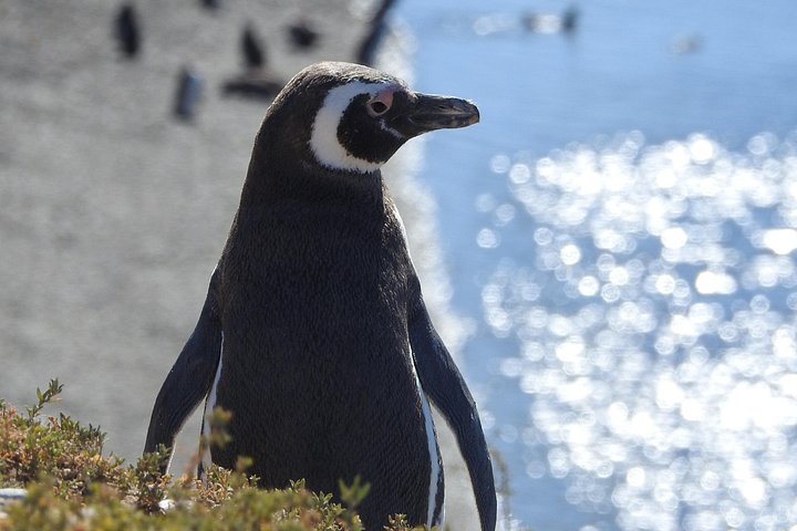 Wildlife and scenic views of Peninsula Valdes, Puerto Madryn, photo 10 | wizardtrip