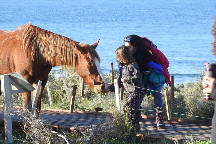 Wildlife and scenic views of Peninsula Valdes, Puerto Madryn, photo 11 | wizardtrip
