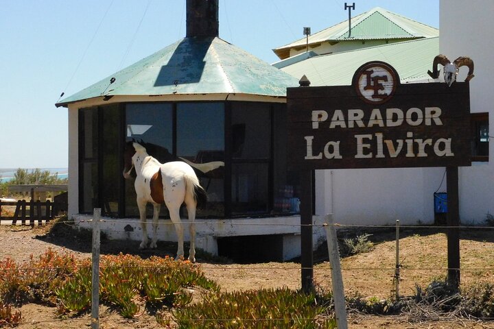 Wildlife and scenic views of Peninsula Valdes, Puerto Madryn, photo 12 | wizardtrip