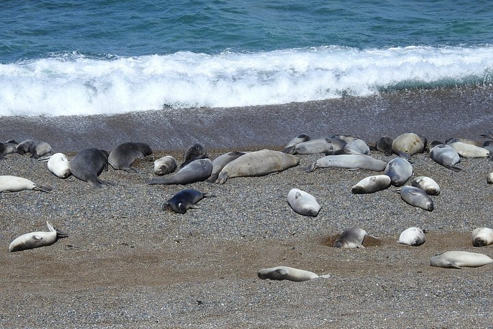Wildlife and scenic views of Peninsula Valdes, Puerto Madryn, photo 13 | wizardtrip