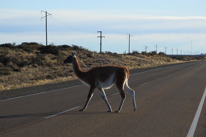 Wildlife and scenic views of Peninsula Valdes, Puerto Madryn, photo 14 | wizardtrip