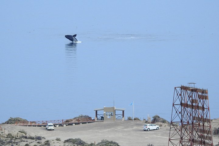 Wildlife and scenic views of Peninsula Valdes, Puerto Madryn, photo 15 | wizardtrip