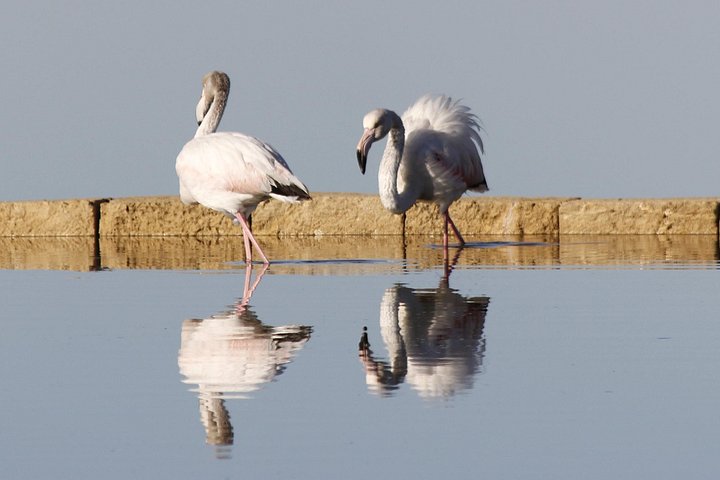 Visite guidée des marais salants historiques de Trapani, Sicile, présentant la production de sel et la faune locale, photo 23 | wizardtrip