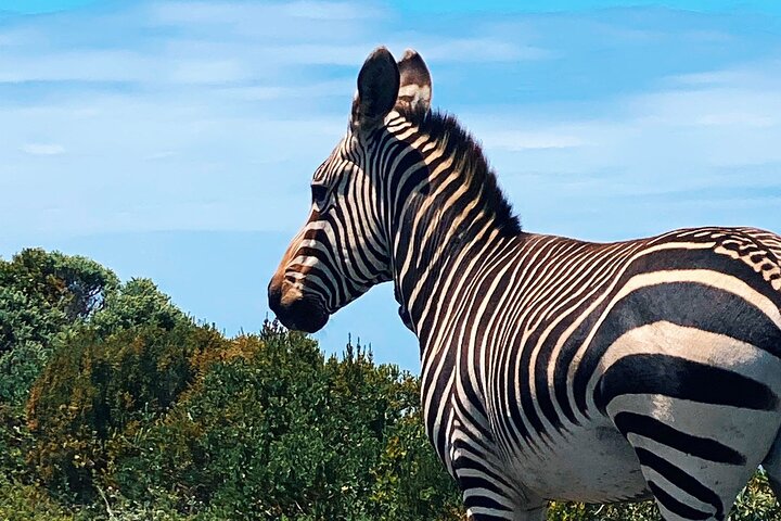 Tour privato di un'intera giornata della penisola del Capo, inclusi Cape Point, pinguini di Boulders Beach e Chapman's Peak Drive, foto 7 | wizardtrip