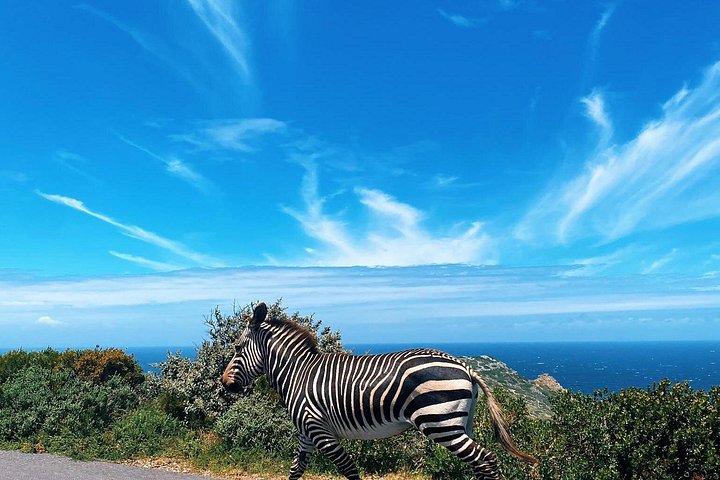 Tour privato di un'intera giornata della penisola del Capo, inclusi Cape Point, pinguini di Boulders Beach e Chapman's Peak Drive, foto 8 | wizardtrip