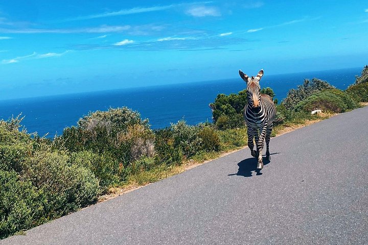 Tour privato di un'intera giornata della penisola del Capo, inclusi Cape Point, pinguini di Boulders Beach e Chapman's Peak Drive, foto 9 | wizardtrip