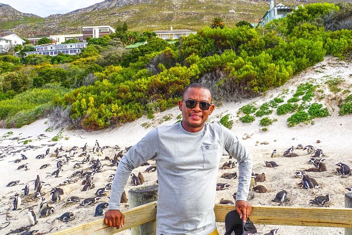 Tour privato di un'intera giornata della penisola del Capo, inclusi Cape Point, pinguini di Boulders Beach e Chapman's Peak Drive, foto 11 | wizardtrip
