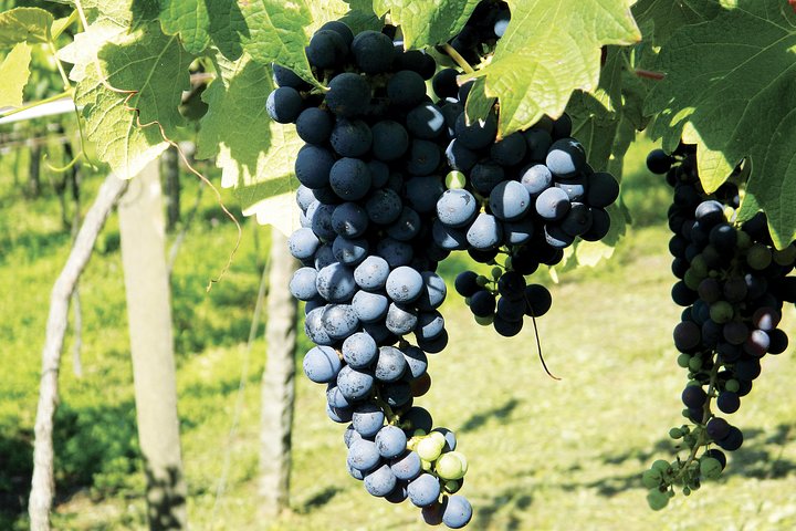 Weinverkostung und Weingut-Tour im Weingut Jolimont in Canela, Brasilien, Foto 8 | wizardtrip