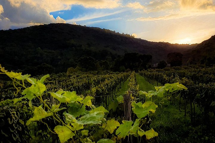 Weinverkostung und Weingut-Tour im Weingut Jolimont in Canela, Brasilien, Foto 9 | wizardtrip
