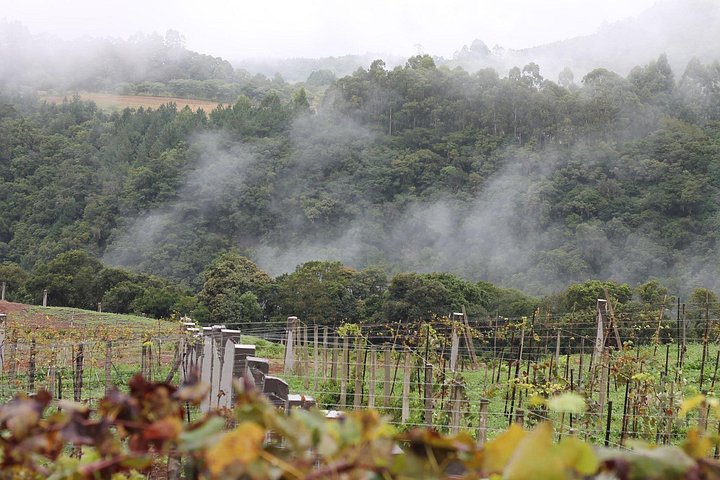 Weinverkostung und Weingut-Tour im Weingut Jolimont in Canela, Brasilien, Foto 13 | wizardtrip