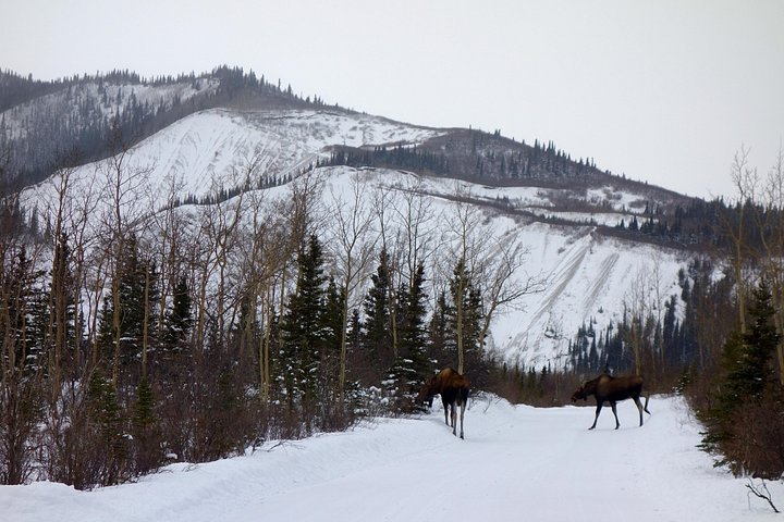 Side by Side ATV-avontuur in Denali National Park, Alaska, met schilderachtige berguitzichten en een maaltijd in de wildernis, foto 6 | wizardtrip