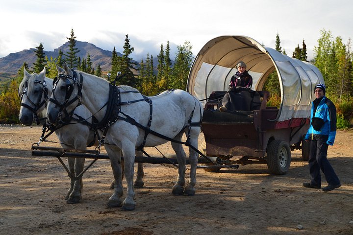 Tur i hestetrukket vogn gennem Denali National Park med spisning i vildmarken, foto 10 | wizardtrip