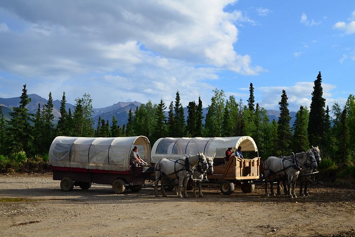 Tur i hestetrukket vogn gennem Denali National Park med spisning i vildmarken, foto 11 | wizardtrip