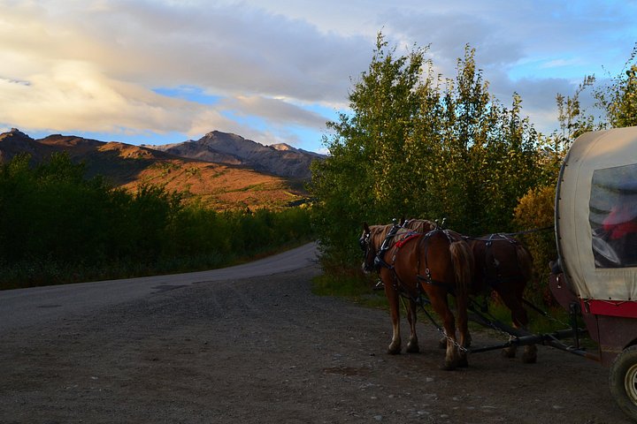 Tur i hestetrukket vogn gennem Denali National Park med spisning i vildmarken, foto 12 | wizardtrip
