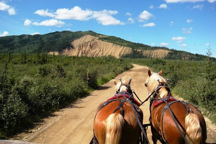 Tur i hestetrukket vogn gennem Denali National Park med spisning i vildmarken, foto 13 | wizardtrip