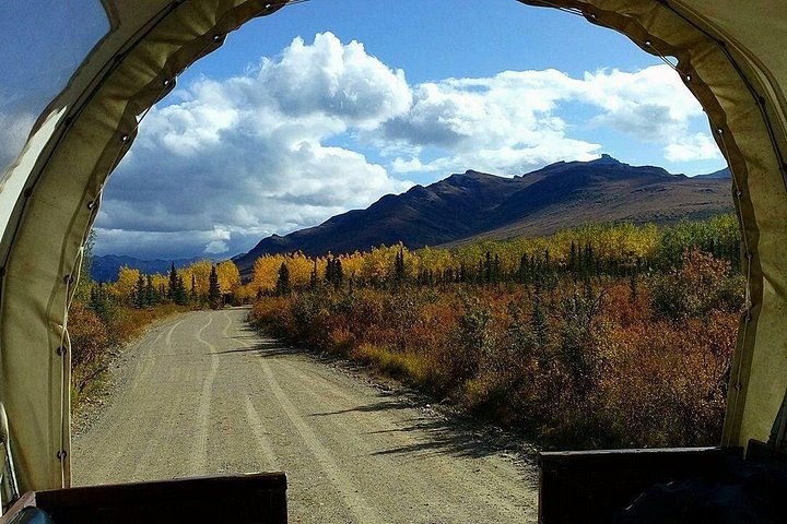 Tur i hestetrukket vogn gennem Denali National Park med spisning i vildmarken, foto 15 | wizardtrip