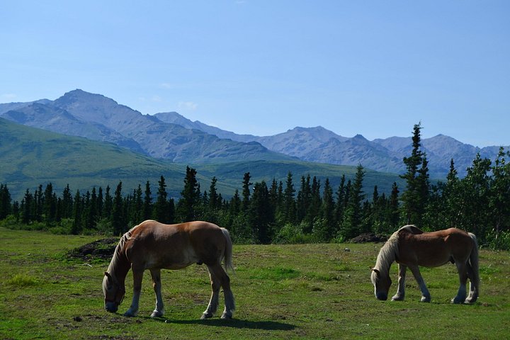 Tur i hestetrukket vogn gennem Denali National Park med spisning i vildmarken, foto 17 | wizardtrip