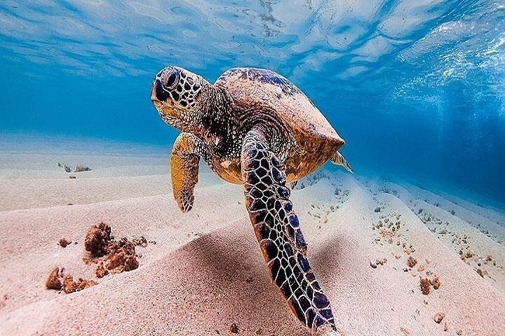 Heldags rundtur på Oahu, Hawaii, med natursköna bilresor, stränder och landmärken, foto 12 | wizardtrip