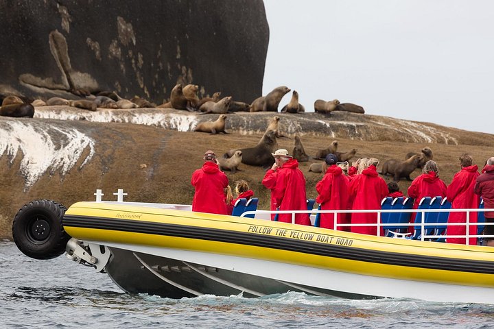 Amfibiekøretøjs-cruise, der udforsker granitkystlinjen og dyrelivet i Wilsons Promontory National Park, Australien, foto 6 | wizardtrip